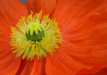 Pollinated poppy