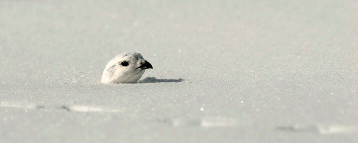 White-tailed Ptarmigan