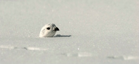 White-tailed Ptarmigan