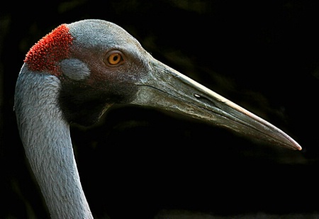 Brolga (Grus rubicunda)