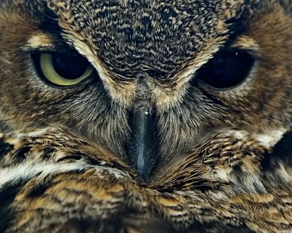 Owl eyes