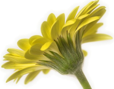 Flower *.*
