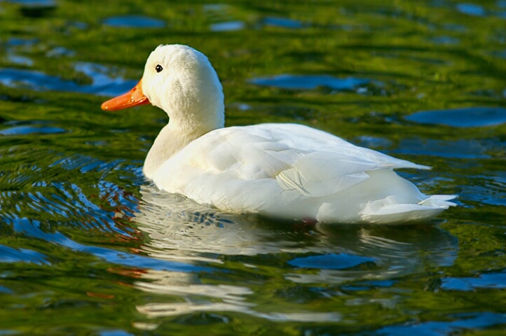 One White Duck