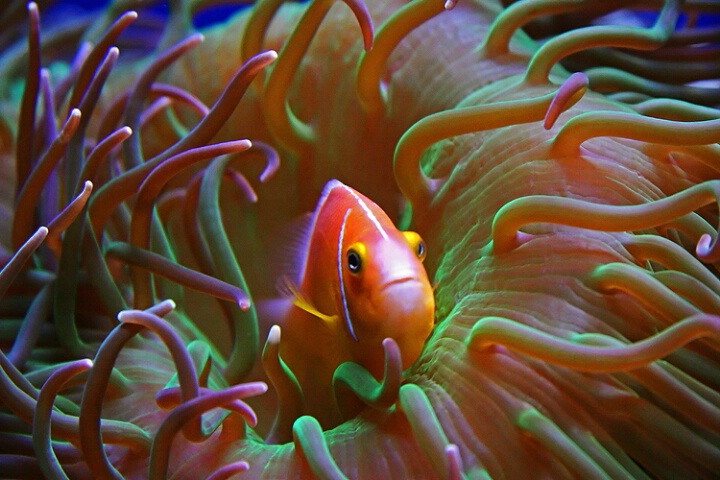 Tomato Clownfish