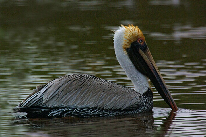 Pelican 1 - ID: 719592 © James E. Nelson