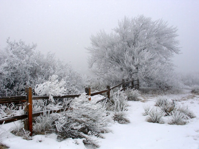 Foggy Winter Day at Garden of the Gods