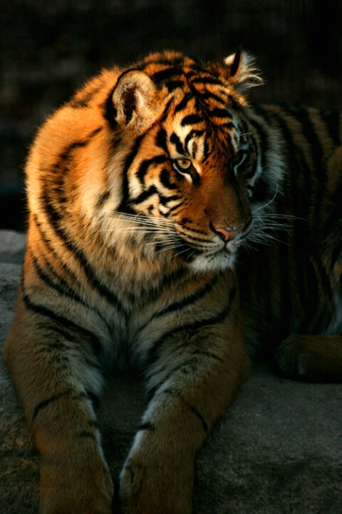 Tiger Light