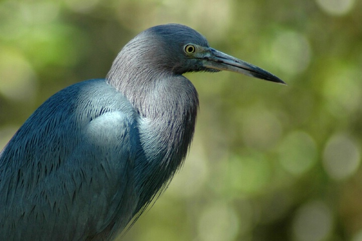 Little Blue Heron Portrait