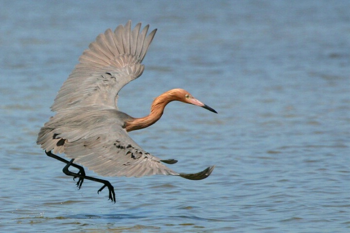 Reddish Egret