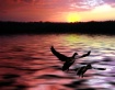Fly By Night