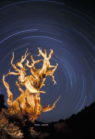 Ancient Bristlecone Startrail