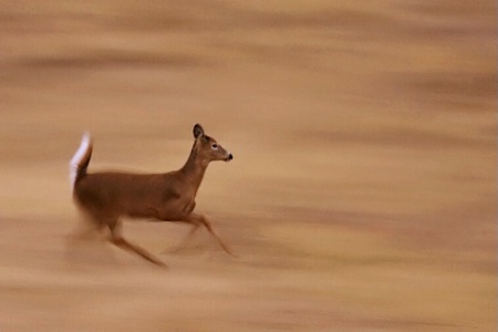 Panning Whitetail