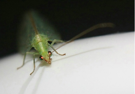 Green Lacewing