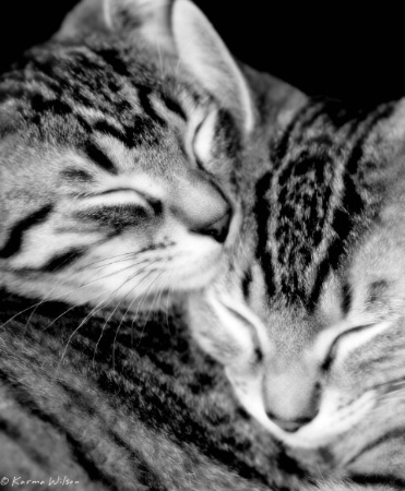 Feline Love