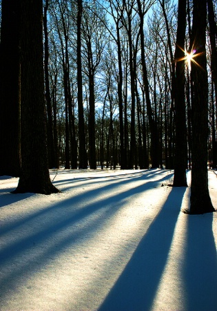 Naked forest