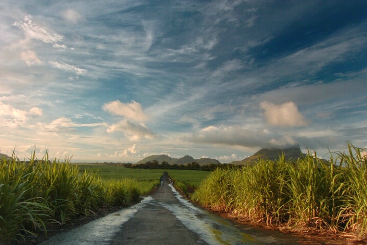 Road in the Cane fields