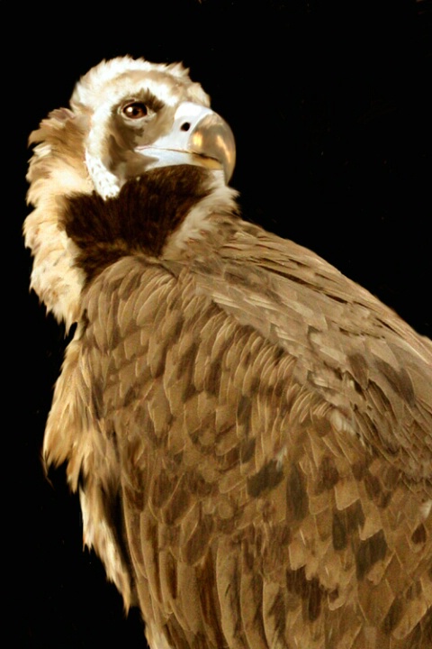 vulture