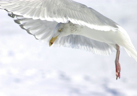 Winter flight