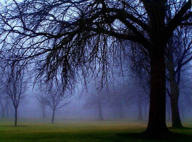 Foggy Forest