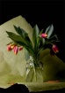 Tulips For Dana