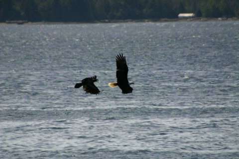 raven chasing eagle