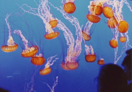 Monterey Bay Jellyfish