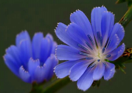 Chicory Pair