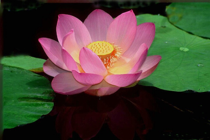 Pin Lotus