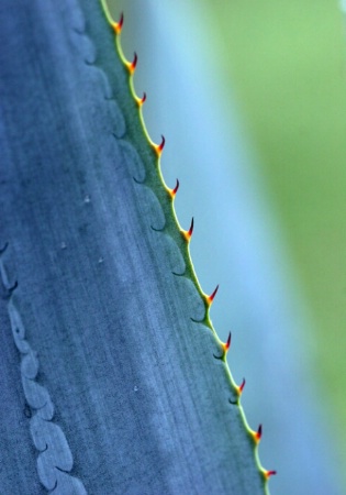 Agave Close-up