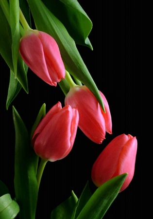 Hot Pink Tulips