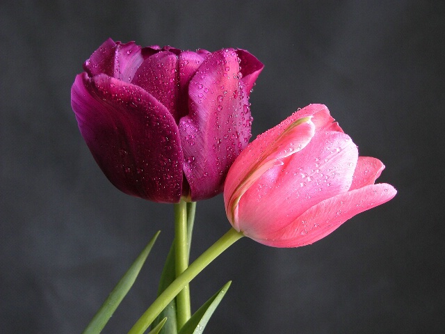 Tulip Kiss
