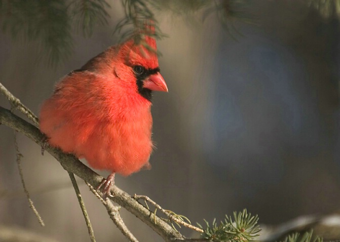 Cardinal in a Pine Tree - ID: 731332 © Robert Hambley