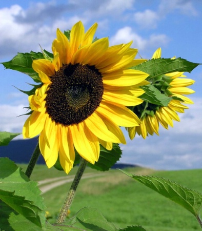 Bright Sunflowers