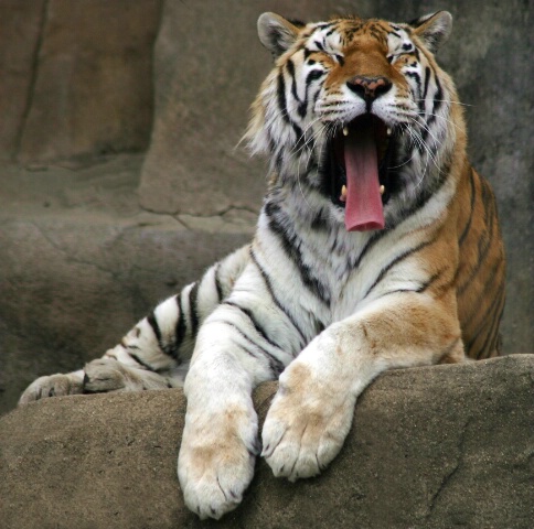 Good morning Mr. Tiger