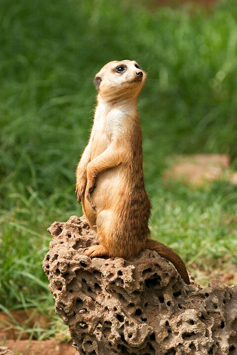 Meerkat