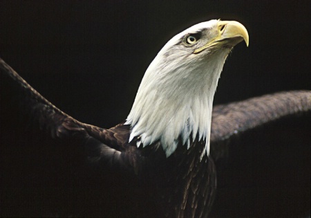 Bald Eagle Takeoff