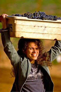 Grape Harvest 