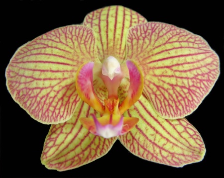 Another Orchid 2