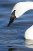Silent Swan