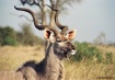 Kudu Head