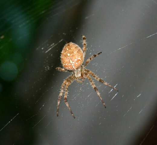 Spider that was hangin out outside my house