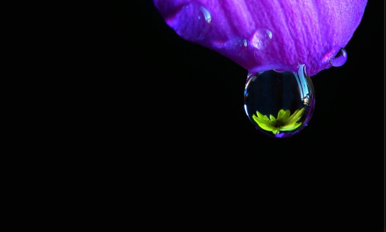 A Drop Of Flower