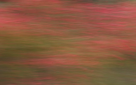 Tea Tree Abstract