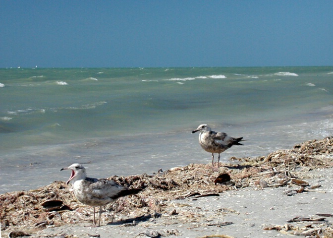 Beach Gulls 2