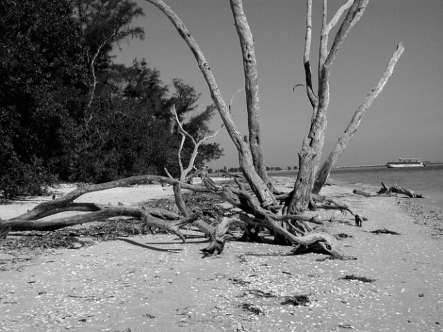 Beach Tree 2