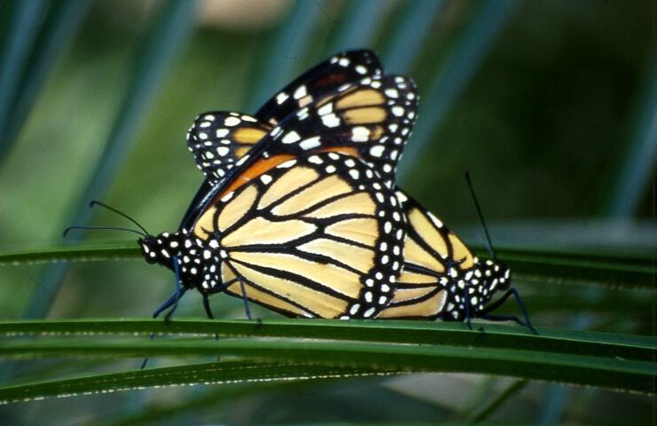Monarchs Mating
