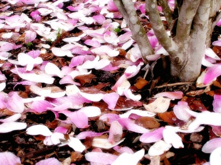 Fallen petals