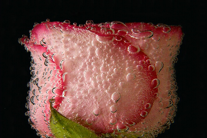 Rose with Bubbles