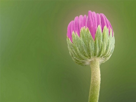 Gerbera Bud