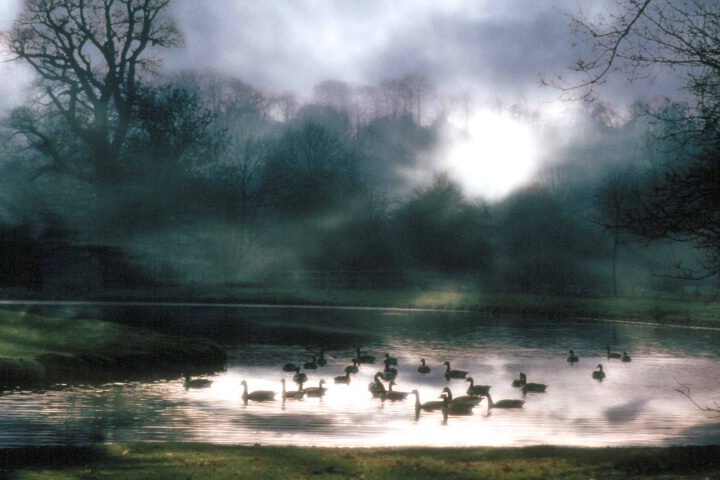 Mystical Pond